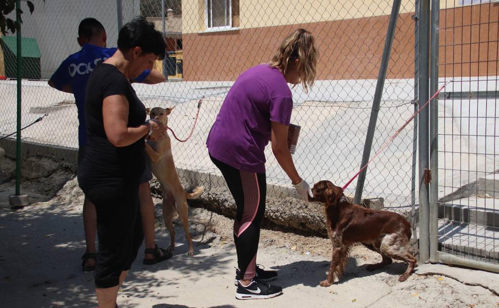 Málaga | Así funciona una protectora de animales | Diario Sur